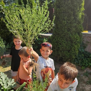gradinari-