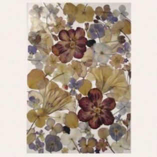 herbaria-